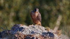 Falco peregrinus