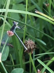 Lestes sponsa