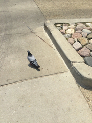 Columba livia