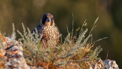 Falco peregrinus