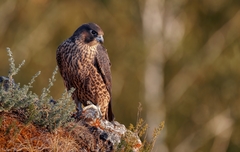 Falco peregrinus