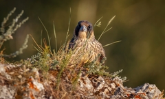 Falco peregrinus