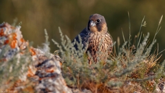 Falco peregrinus