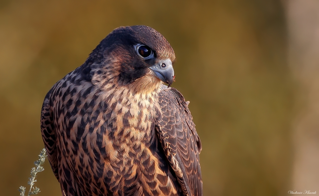 Foto de Peregrine Falcon