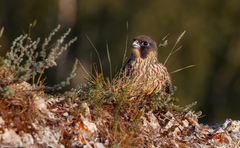 Falco peregrinus