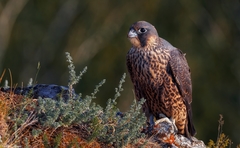 Falco peregrinus