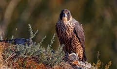 Falco peregrinus