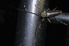 Juiaparus batus