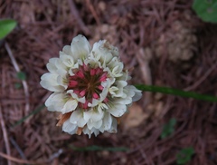 Trifolium pallescens