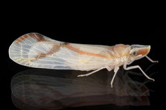 Otiocerus coquebertii