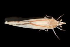 Otiocerus coquebertii