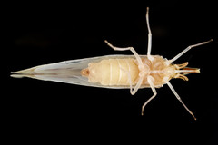 Otiocerus coquebertii