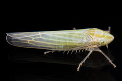 Dikraneura angustata
