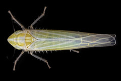 Dikraneura angustata