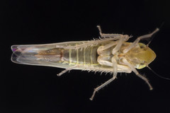 Dikraneura angustata