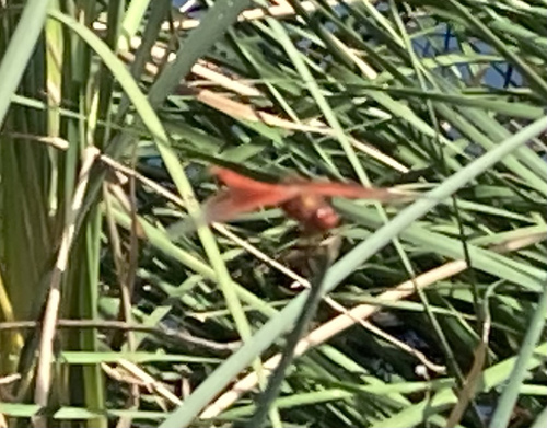 photo of Flame Skimmer (Libellula saturata)