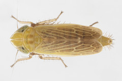 Arthaldeus pascuellus