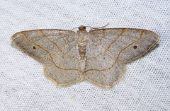 Trigrammia quadrinotaria