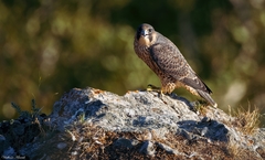 Falco peregrinus