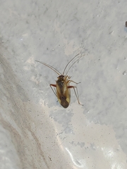 Adelphocoris suturalis