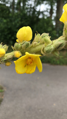 Verbascum