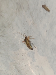 Adelphocoris suturalis
