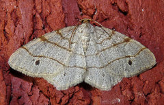Trigrammia quadrinotaria