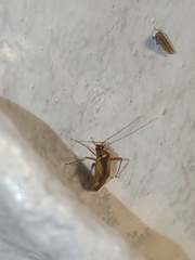 Adelphocoris suturalis