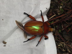 Anoplognathus viriditarsis