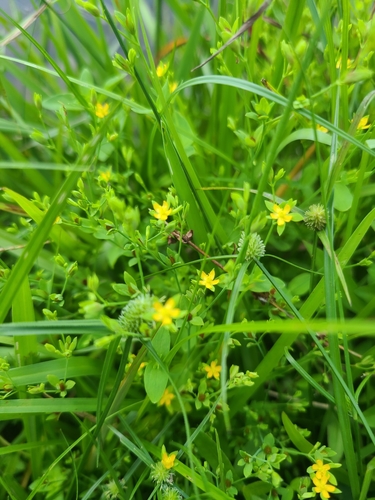 Hypericum mutilum iNat (2)