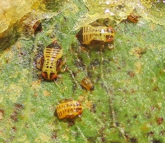 Retroacizzia mopanei