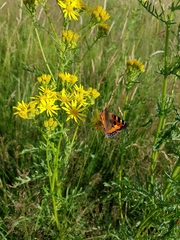 Aglais urticae