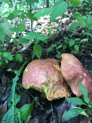 Lanmaoa pallidorosea