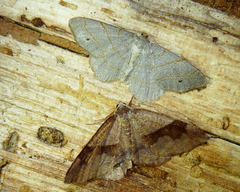 Trigrammia quadrinotaria