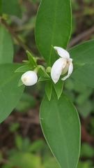 Wrightia antidysenterica