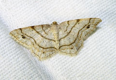 Trigrammia quadrinotaria