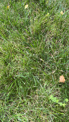 Poaceae