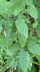 Celtis occidentalis