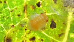 Retroacizzia mopanei