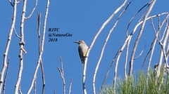 Melanerpes aurifrons