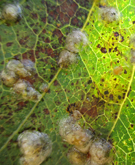 Retroacizzia mopanei