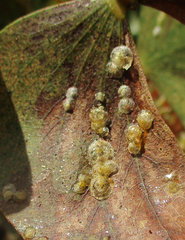 Retroacizzia mopanei