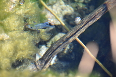 Cyprinodon nevadensis mionectes