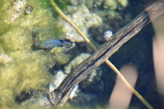 Cyprinodon nevadensis mionectes