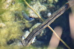 Cyprinodon nevadensis mionectes