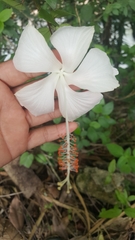 Hibiscus arnottianus