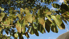 Retroacizzia mopanei