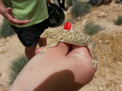 Ptyodactylus guttatus