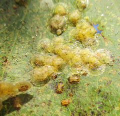 Retroacizzia mopanei