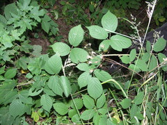 Rubus scaber